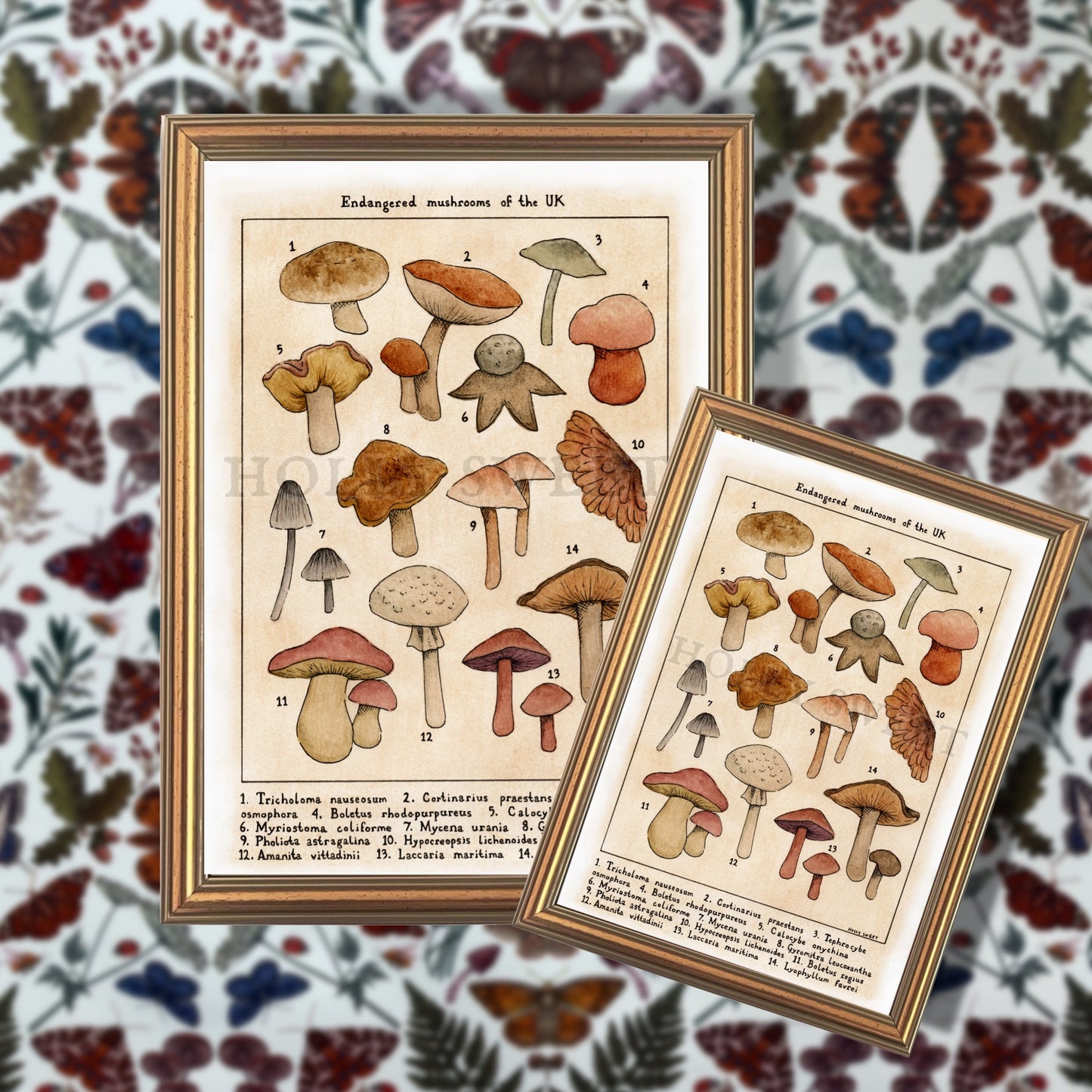 Endangered mushrooms of the UK vintage botanical print