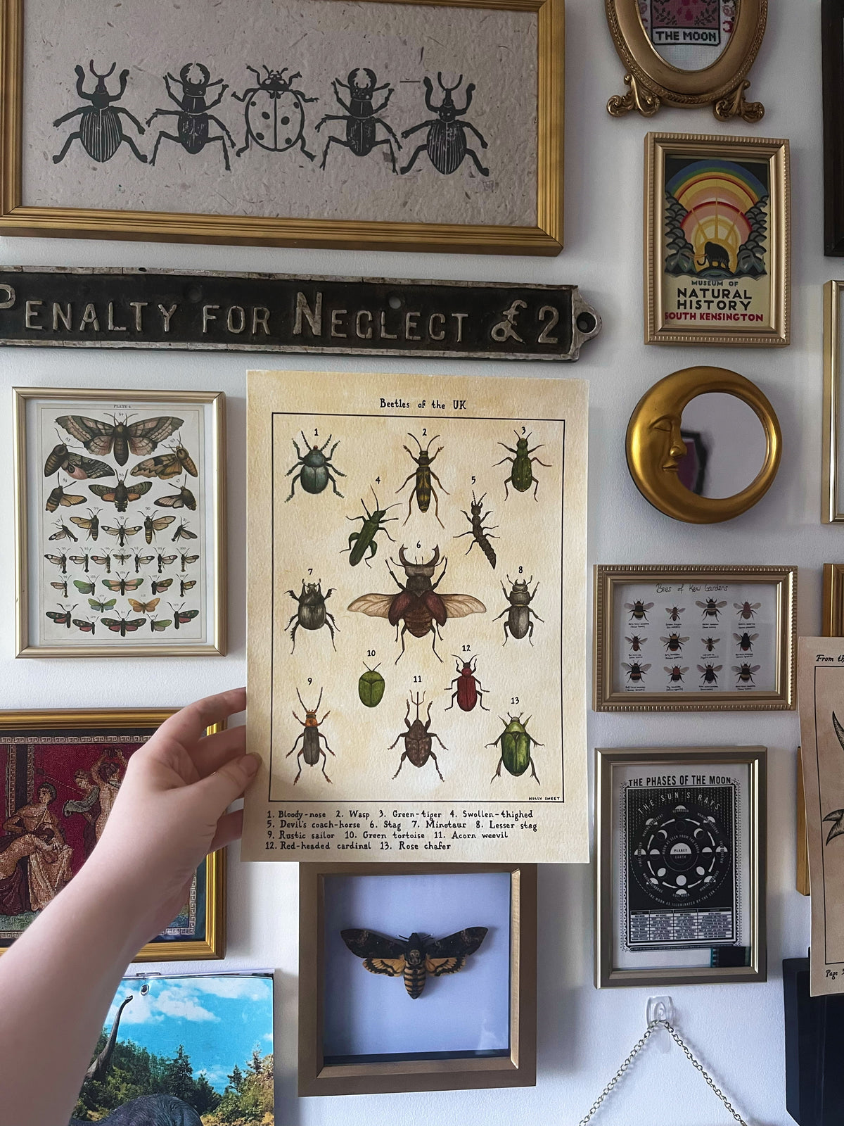Original Beetles of the UK watercolour painting