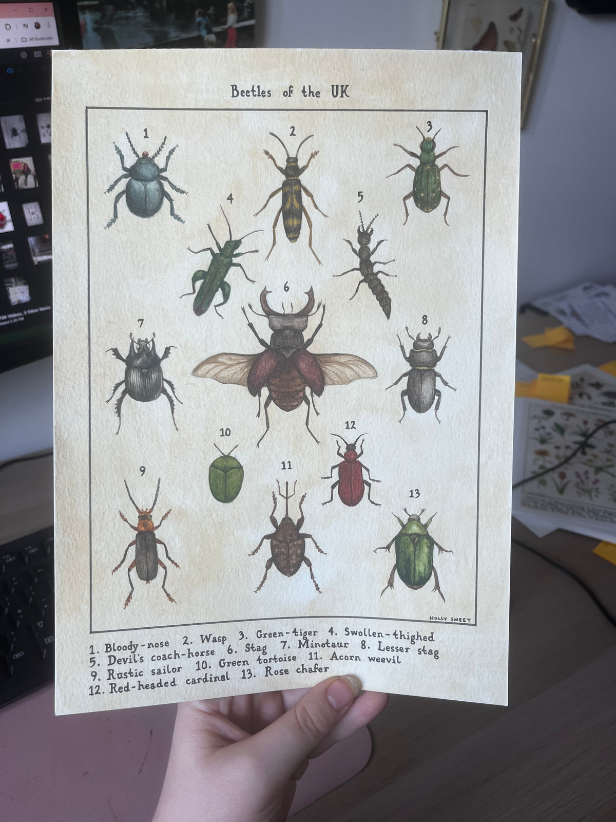 Original Beetles of the UK watercolour painting