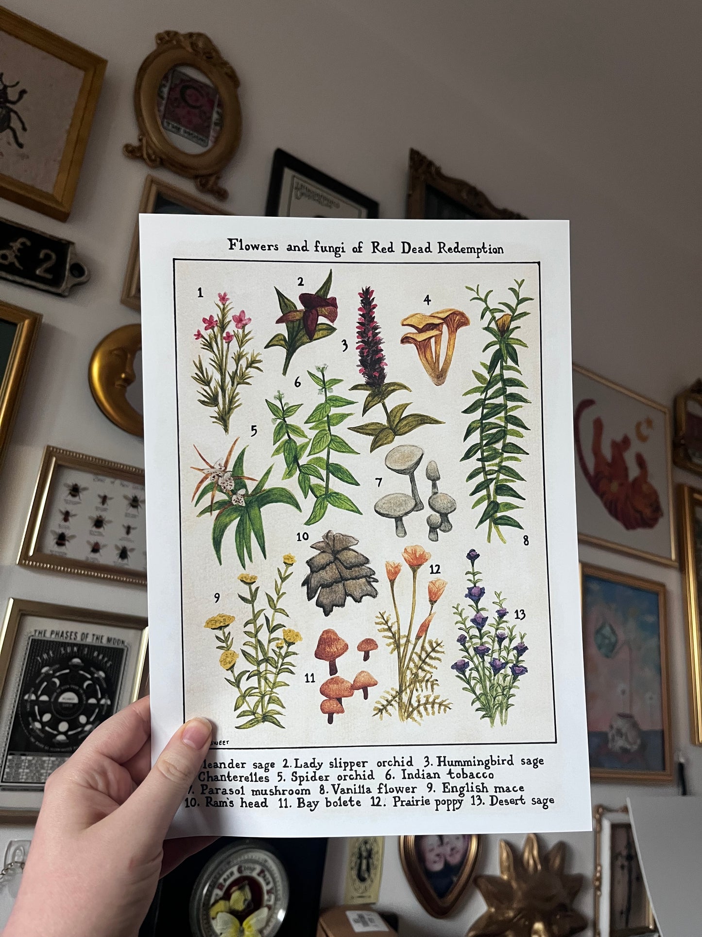 Flowers and fungi of Red Dead Redemption vintage flora print