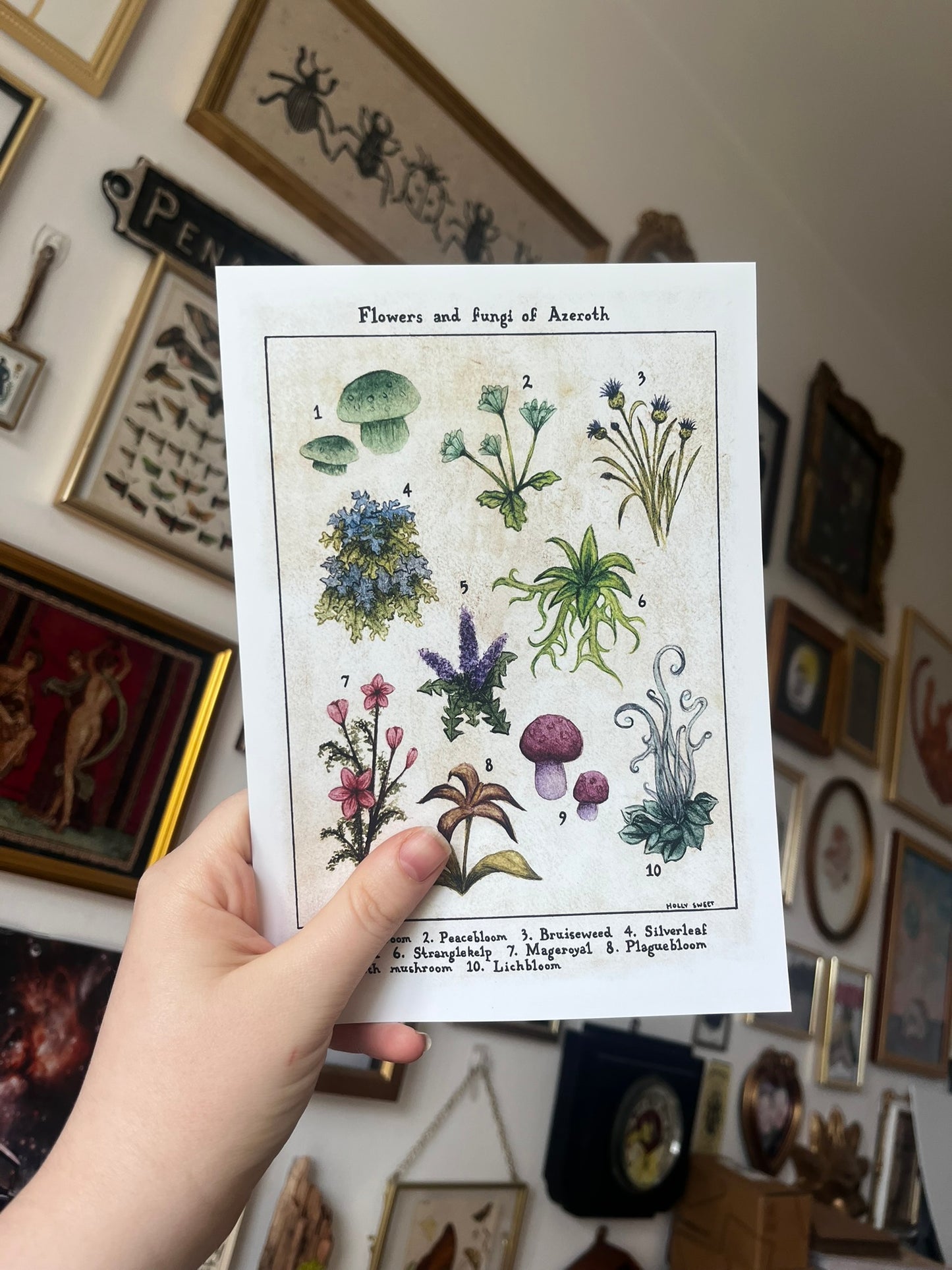 Flowers and fungi of Azeroth vintage flora print